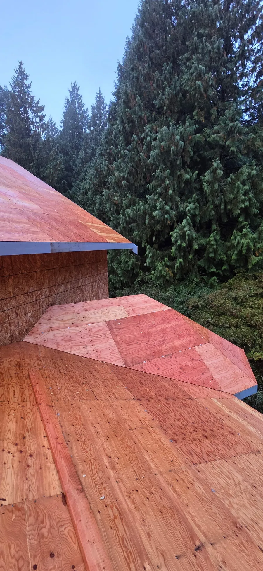 Plywood roof sheathing on a multi-section roof with metal drip edge, against a backdrop of evergreens